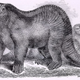 Illustration for article titled Illustrations of the Iguana-Toothed Dinosaur
